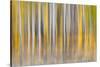 Abstract motion blur on grove of aspen trees, Grand Teton National Park, Wyoming-Adam Jones-Stretched Canvas