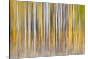 Abstract motion blur on grove of aspen trees, Grand Teton National Park, Wyoming-Adam Jones-Stretched Canvas