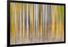 Abstract motion blur on grove of aspen trees, Grand Teton National Park, Wyoming-Adam Jones-Framed Photographic Print