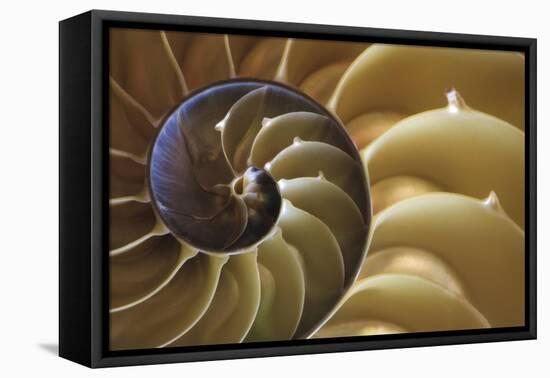 Abstract of a Nautilus Shell, Georgia, USA-Joanne Wells-Framed Stretched Canvas