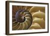 Abstract of a Nautilus Shell, Georgia, USA-Joanne Wells-Framed Photographic Print