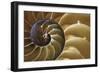 Abstract of a Nautilus Shell, Georgia, USA-Joanne Wells-Framed Photographic Print