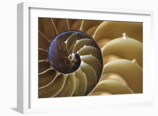 Abstract of a Nautilus Shell, Georgia, USA-Joanne Wells-Framed Photographic Print