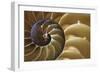 Abstract of a Nautilus Shell, Georgia, USA-Joanne Wells-Framed Photographic Print