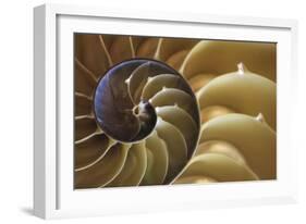 Abstract of a Nautilus Shell, Georgia, USA-Joanne Wells-Framed Photographic Print