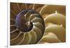 Abstract of a Nautilus Shell, Georgia, USA-Joanne Wells-Framed Photographic Print