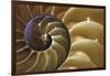 Abstract of a Nautilus Shell, Georgia, USA-Joanne Wells-Framed Photographic Print