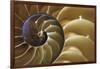 Abstract of a Nautilus Shell, Georgia, USA-Joanne Wells-Framed Photographic Print