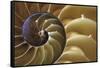 Abstract of a Nautilus Shell, Georgia, USA-Joanne Wells-Framed Stretched Canvas