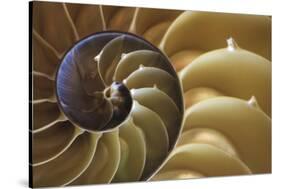 Abstract of a Nautilus Shell, Georgia, USA-Joanne Wells-Stretched Canvas