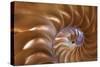 Abstract of a Nautilus Shell, Georgia, USA-Joanne Wells-Stretched Canvas