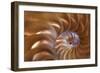 Abstract of a Nautilus Shell, Georgia, USA-Joanne Wells-Framed Photographic Print