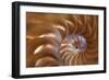 Abstract of a Nautilus Shell, Georgia, USA-Joanne Wells-Framed Photographic Print