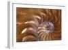 Abstract of a Nautilus Shell, Georgia, USA-Joanne Wells-Framed Photographic Print