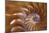 Abstract of a Nautilus Shell, Georgia, USA-Joanne Wells-Mounted Photographic Print