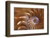 Abstract of a Nautilus Shell, Georgia, USA-Joanne Wells-Framed Photographic Print