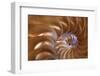 Abstract of a Nautilus Shell, Georgia, USA-Joanne Wells-Framed Photographic Print