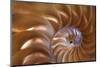Abstract of a Nautilus Shell, Georgia, USA-Joanne Wells-Mounted Photographic Print