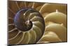 Abstract of a Nautilus Shell, Georgia, USA-Joanne Wells-Mounted Photographic Print