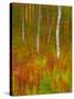 Abstract of Autumn Forest Scene, New York, Usa-Jay O'brien-Stretched Canvas