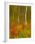 Abstract of Autumn Forest Scene, New York, Usa-Jay O'brien-Framed Photographic Print