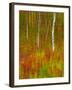 Abstract of Autumn Forest Scene, New York, Usa-Jay O'brien-Framed Photographic Print