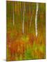 Abstract of Autumn Forest Scene, New York, Usa-Jay O'brien-Mounted Photographic Print