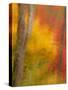 Abstract of Autumn Forest Scene, New York, Usa-Jay O'brien-Stretched Canvas