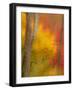 Abstract of Autumn Forest Scene, New York, Usa-Jay O'brien-Framed Photographic Print