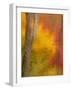 Abstract of Autumn Forest Scene, New York, Usa-Jay O'brien-Framed Photographic Print