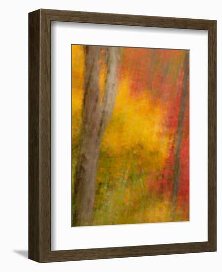 Abstract of Autumn Forest Scene, New York, Usa-Jay O'brien-Framed Photographic Print