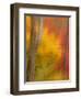 Abstract of Autumn Forest Scene, New York, Usa-Jay O'brien-Framed Photographic Print