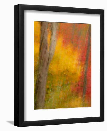 Abstract of Autumn Forest Scene, New York, Usa-Jay O'brien-Framed Photographic Print