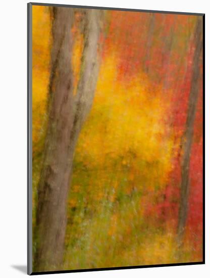 Abstract of Autumn Forest Scene, New York, Usa-Jay O'brien-Mounted Photographic Print