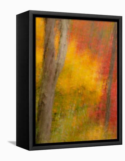 Abstract of Autumn Forest Scene, New York, Usa-Jay O'brien-Framed Stretched Canvas