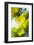 Abstract of blurred trees and water.-Stuart Westmorland-Framed Photographic Print