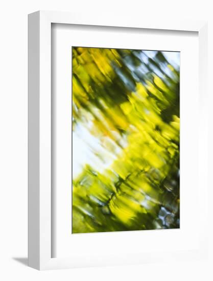 Abstract of blurred trees and water.-Stuart Westmorland-Framed Photographic Print