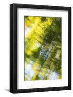 Abstract of blurred trees and water.-Stuart Westmorland-Framed Photographic Print