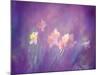 Abstract of Daffodils, New Brunswick, Canada-Charles R. Needle-Mounted Photographic Print