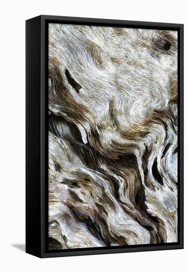 Abstract of Driftwood on the Beach, Jekyll Island, Georgia, USA-Joanne Wells-Framed Stretched Canvas