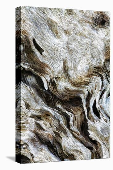 Abstract of Driftwood on the Beach, Jekyll Island, Georgia, USA-Joanne Wells-Stretched Canvas