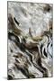 Abstract of Driftwood on the Beach, Jekyll Island, Georgia, USA-Joanne Wells-Mounted Premium Photographic Print