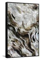 Abstract of Driftwood on the Beach, Jekyll Island, Georgia, USA-Joanne Wells-Framed Stretched Canvas