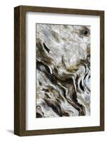 Abstract of Driftwood on the Beach, Jekyll Island, Georgia, USA-Joanne Wells-Framed Photographic Print