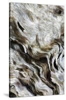 Abstract of Driftwood on the Beach, Jekyll Island, Georgia, USA-Joanne Wells-Stretched Canvas