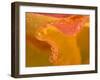 Abstract of Flower Petal in Rain-Nancy Rotenberg-Framed Premium Photographic Print