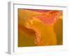 Abstract of Flower Petal in Rain-Nancy Rotenberg-Framed Photographic Print