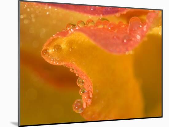 Abstract of Flower Petal in Rain-Nancy Rotenberg-Mounted Photographic Print