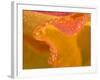 Abstract of Flower Petal in Rain-Nancy Rotenberg-Framed Photographic Print