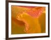 Abstract of Flower Petal in Rain-Nancy Rotenberg-Framed Photographic Print